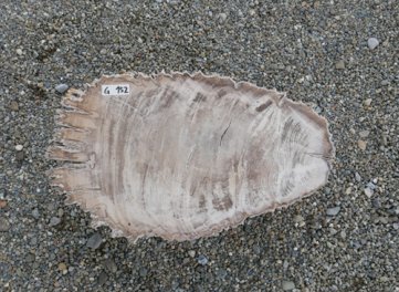  Vorschaubild G152-33306