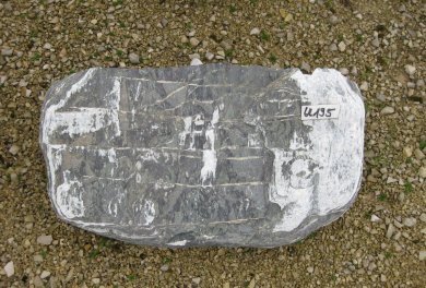  Vorschaubild U195-13016