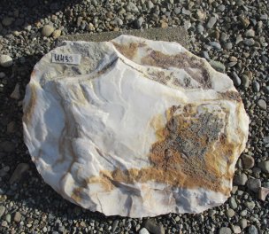  Vorschaubild U433-23074